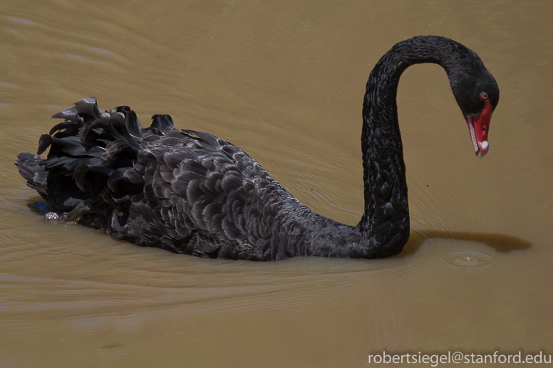 black swan